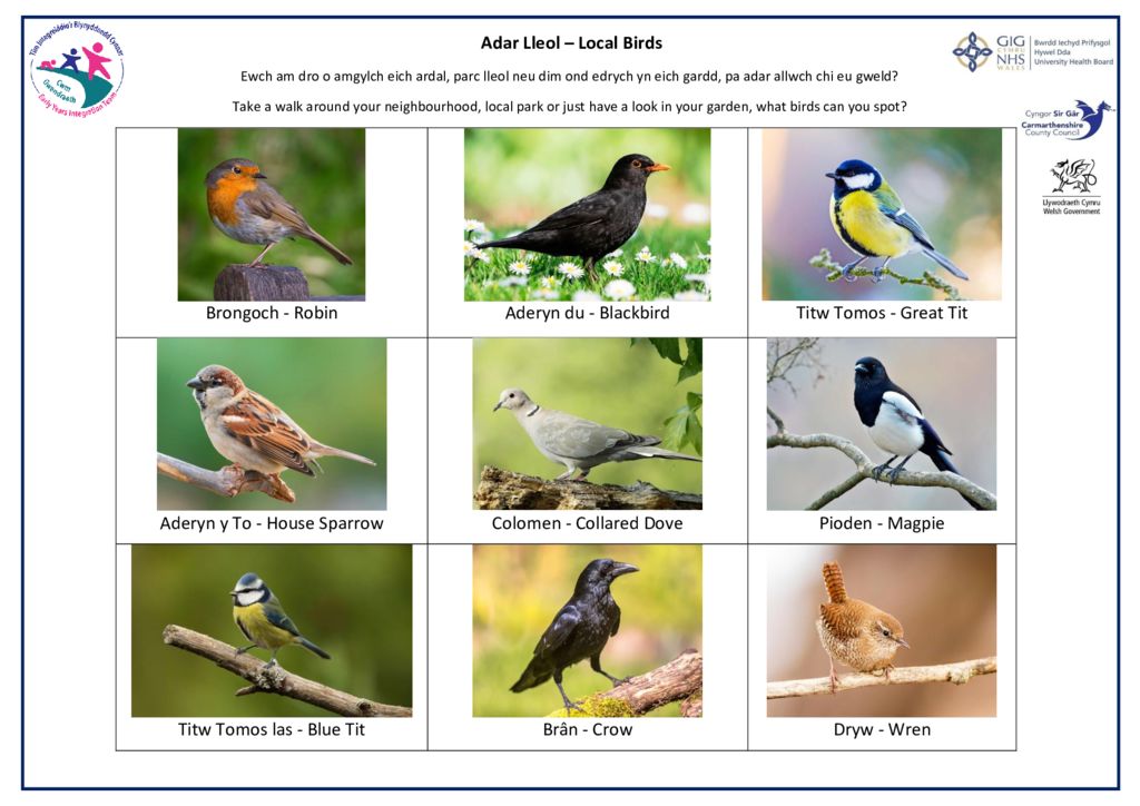 Local Birds Carmarthenshire Family Information Service